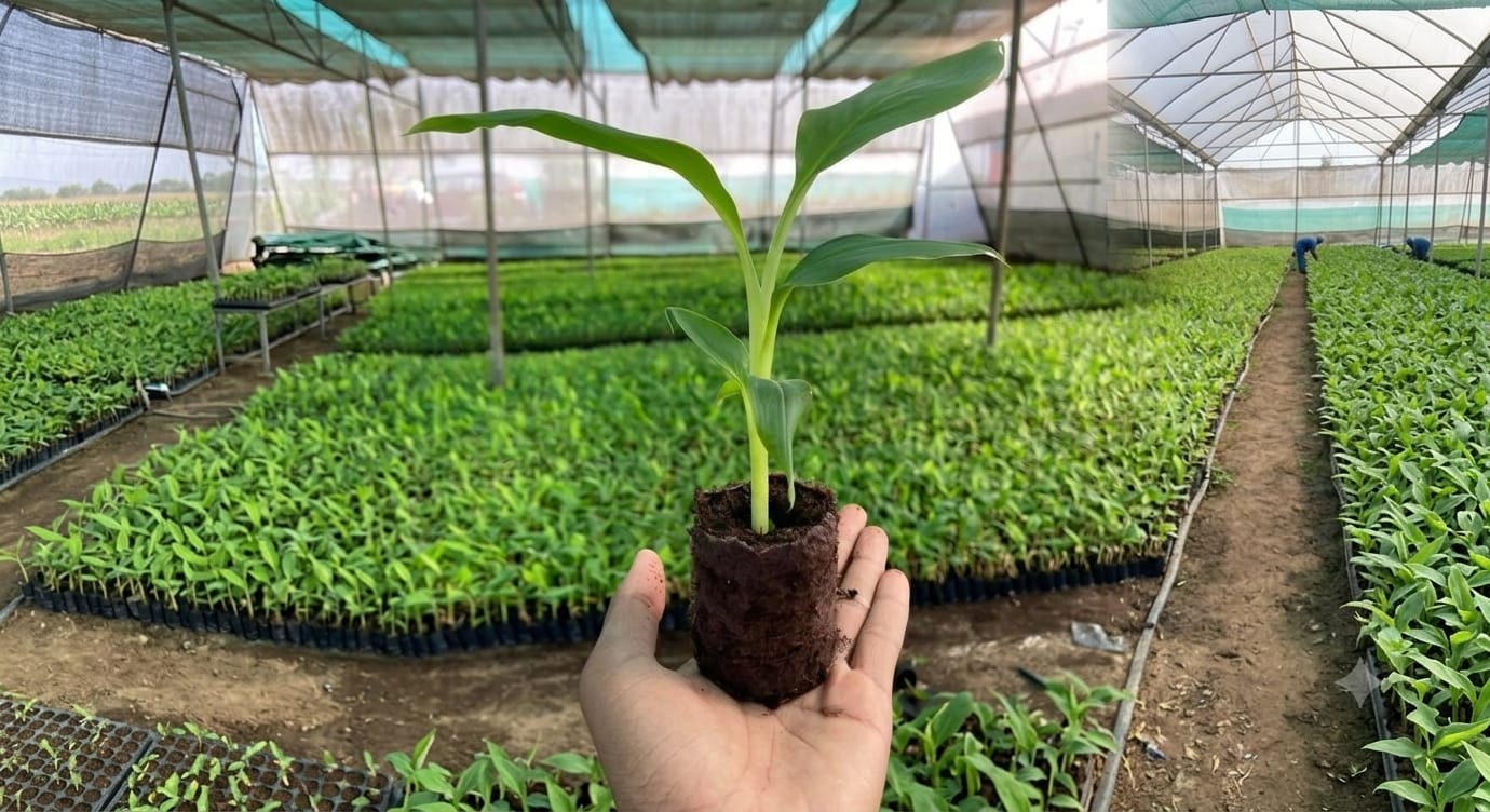 Banana Plant